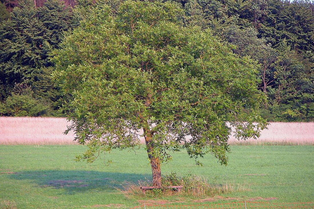 Baum mit Bank in einem Park
